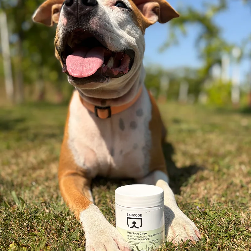 Fröhlicher Hund liegt im Gras hinter einer Dose Probiotic Chew