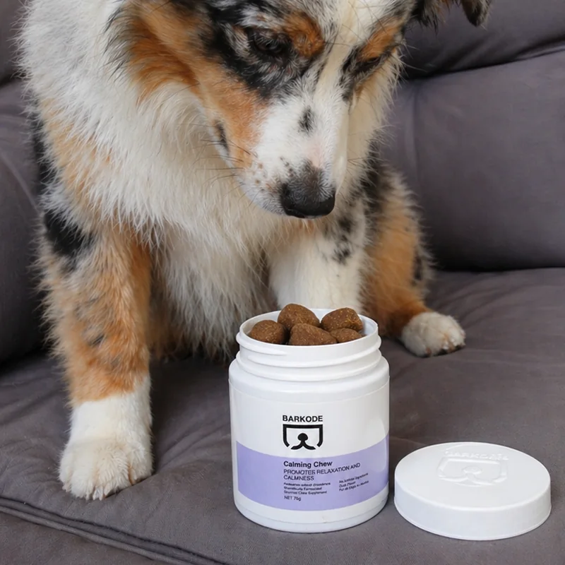Australian Shepherd schaut in eine offene Dose Calming Chew