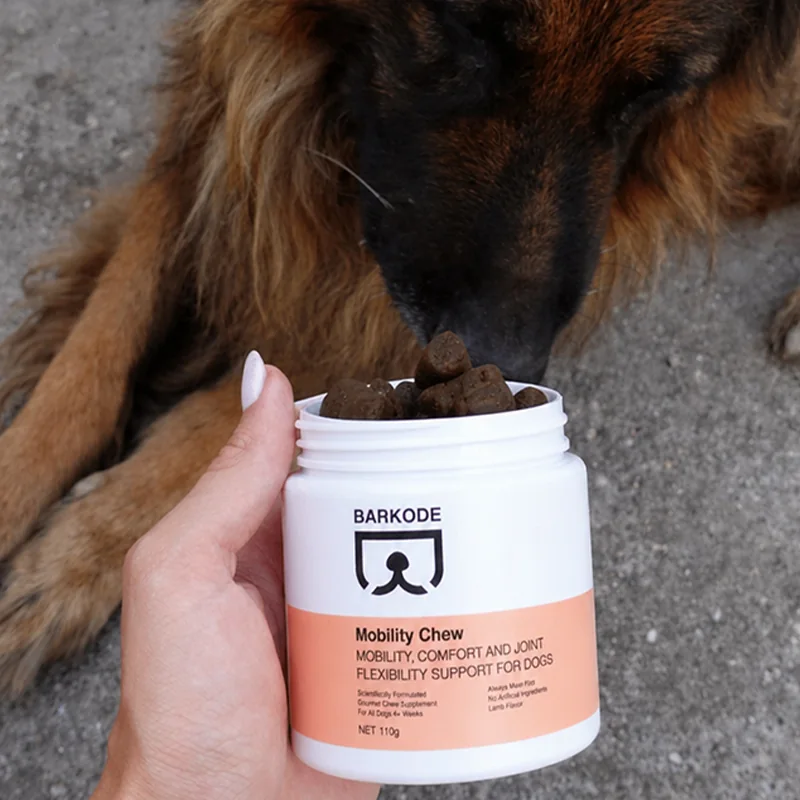 Deutscher Schäferhund schnuppert an einer offenen Dose Mobility Chew